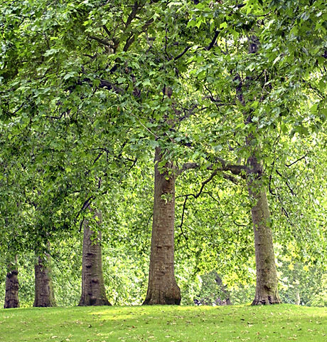 Alinhada árvore parque