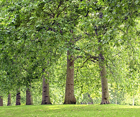 Tree services in Essex