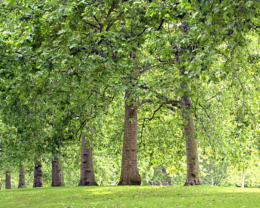 Tree Lined Park