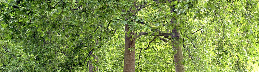 Alineado árbol Parque