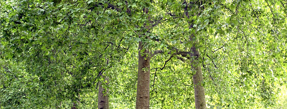 Tree Lined Park