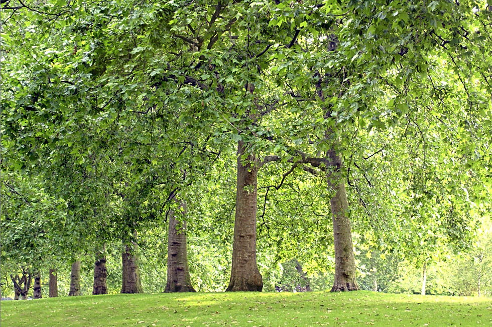 Lush Green Trees