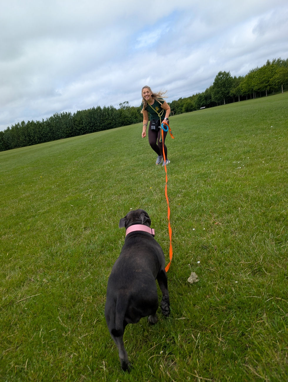 Ash at Happy Tails Andover Puppy Training