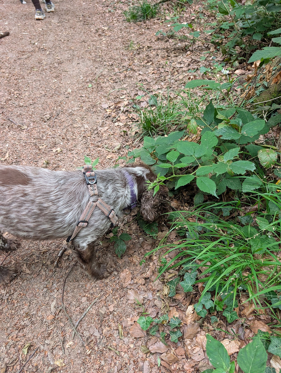 Dog Enrichment Happy Tails Andover