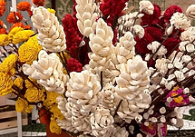 Sholapith