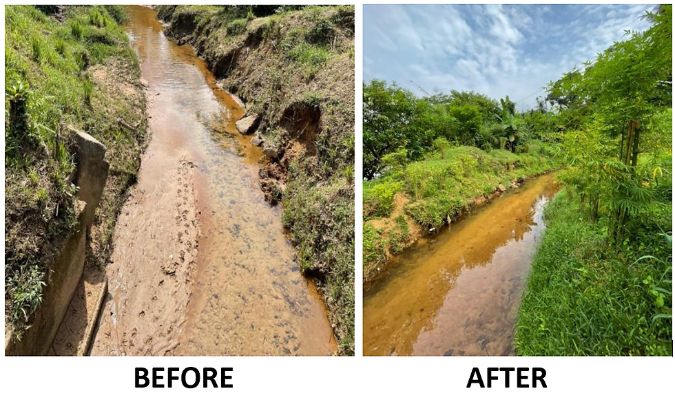 nrcf_c9_monash_bamboo_planting_before_after