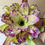 Thumbnail: Live Bromeliad - Neoregelia "Sibella"