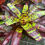 Thumbnail: Neoregelia "Guacamole"