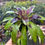 Thumbnail: Rare Neoregelia hybrid - "painted delight"