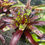 Thumbnail: Neoregelia "Guacamole"