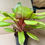 Thumbnail: Live Bromeliad - Aechmea "Tayoensis"