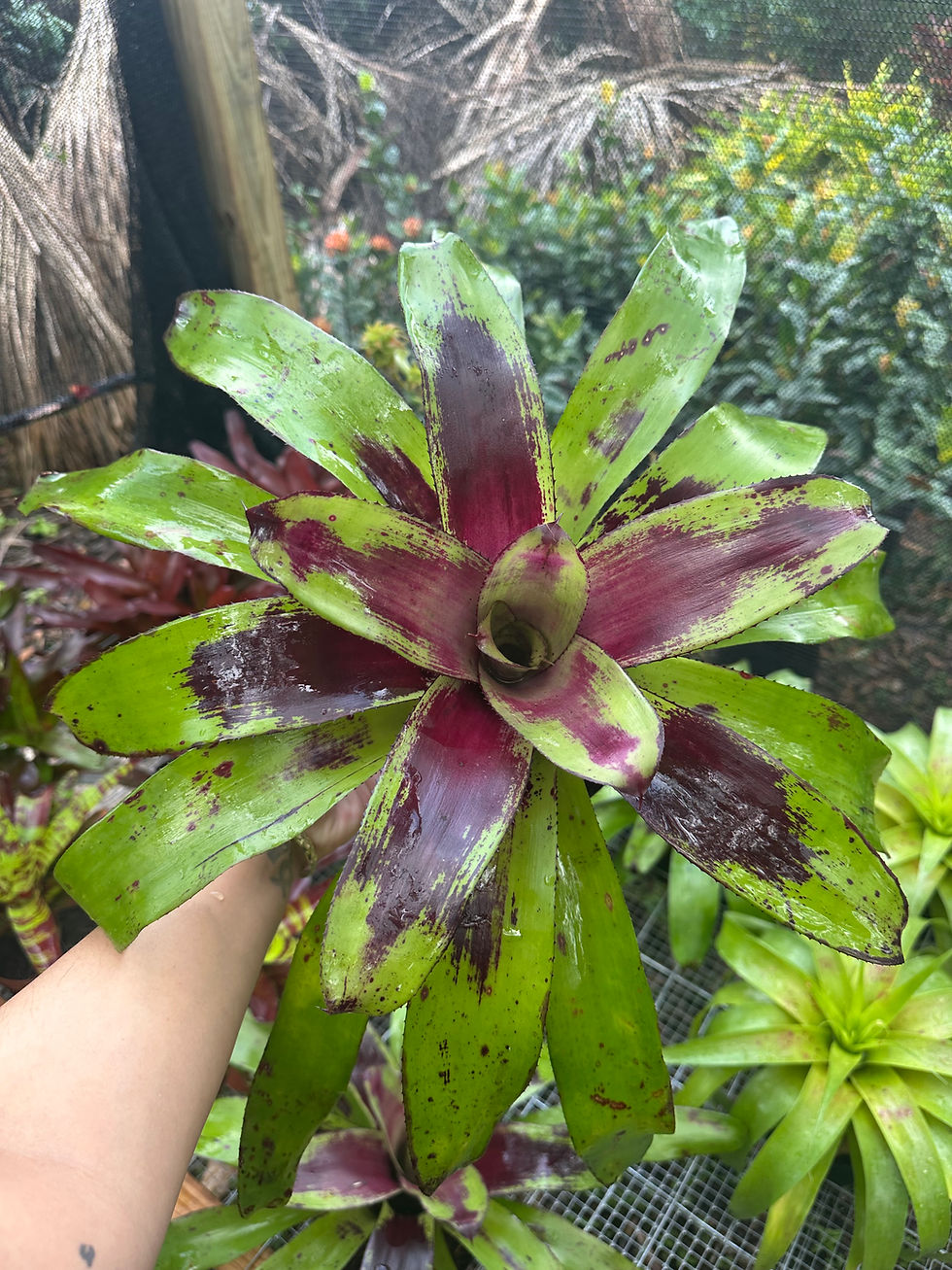 Rare Neoregelia hybrid - "painted delight"