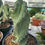 Thumbnail: Spiral cereus cactus