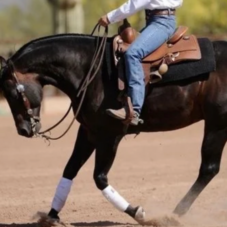 Against the Odds: B's Recovery from a Hind-End Injury and Acute Laminitis