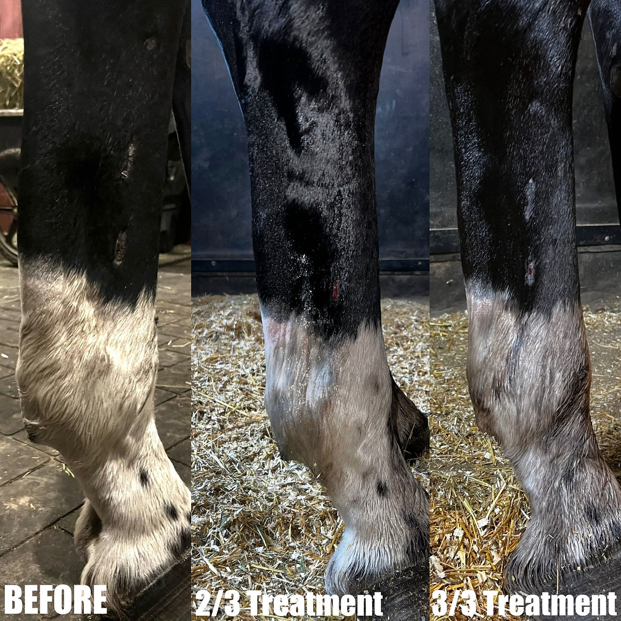 Black and white horse leg injury