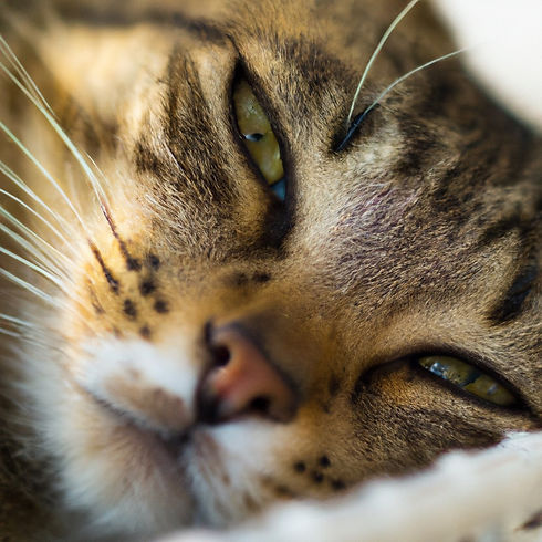 cat relaxing.jpg