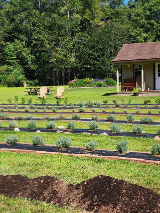 Lavender Farming Life Lessons: Insights from Hickory Run Lavender Farm