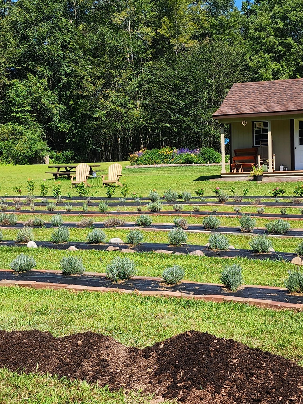 Lavender Farming Life Lessons: Insights from Hickory Run Lavender Farm