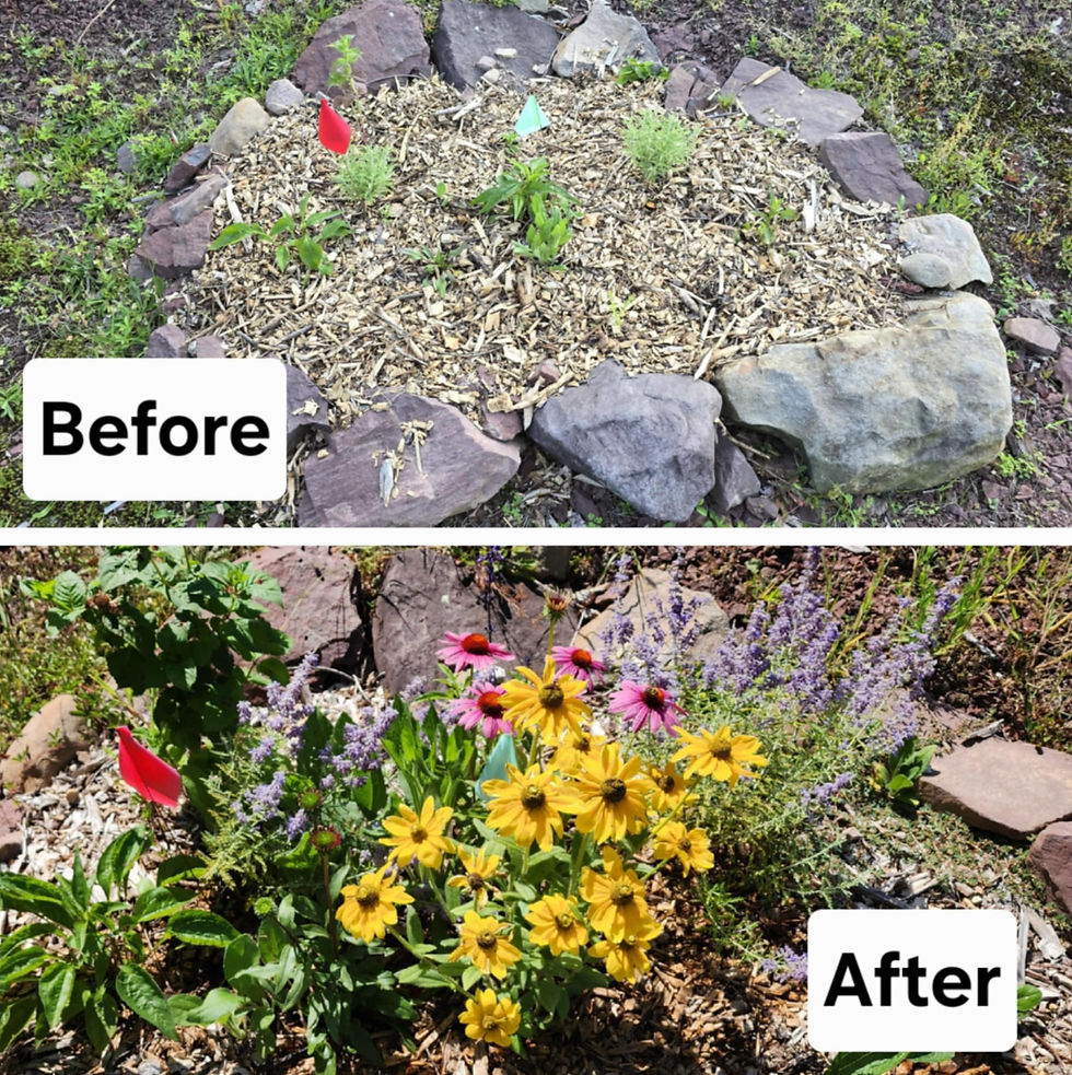 Before and after pick of our smaller pollinator garden