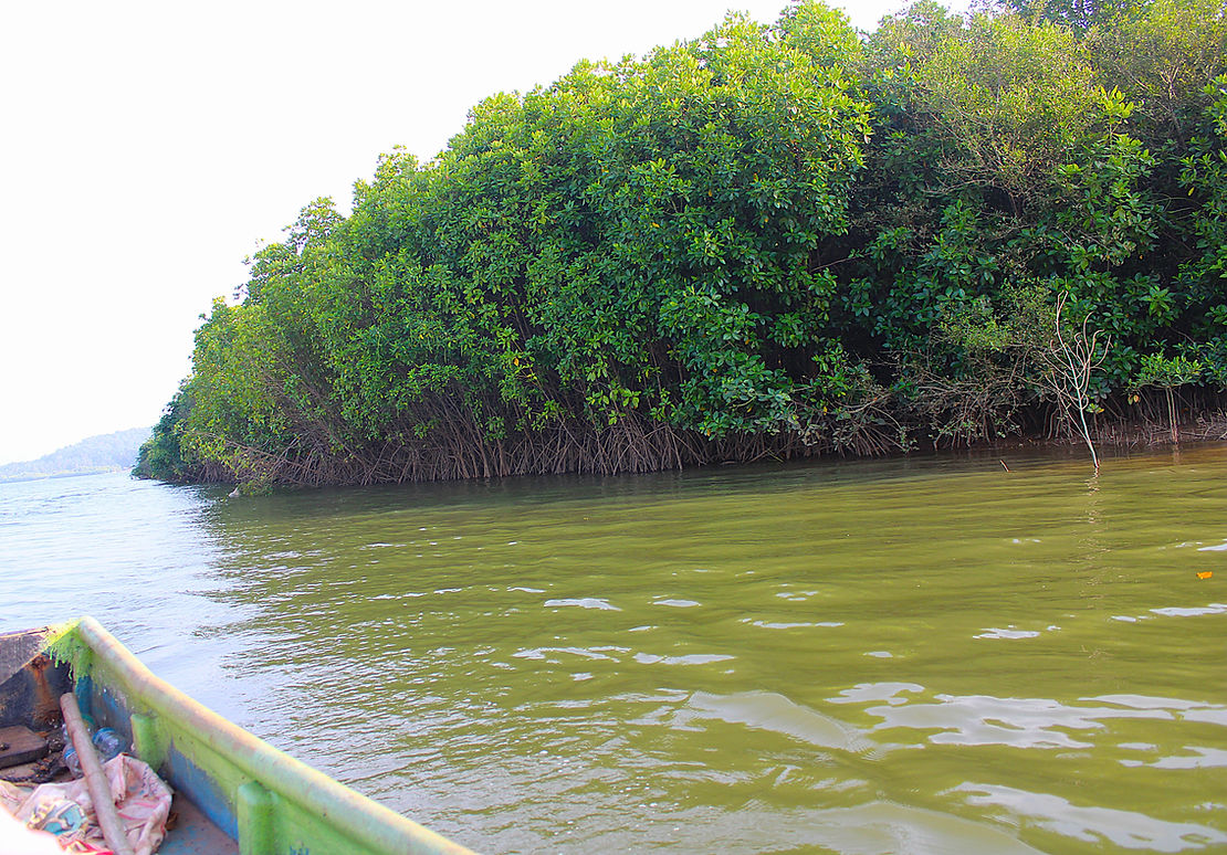 Boat view from the edge of an island, revealing dense mangrove stands along the estuarine channel. (Photo credits: Pradeep Siddappanavara)
