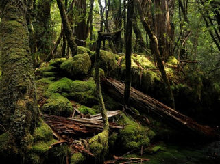 Forests and Folklore: How Temperate Rainforests Inspired Folk Tales