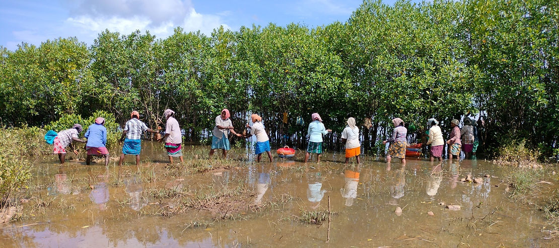 Community-led mangrove restoration through sapling plantation in the Aghanashini Estuary (Photo credits: Goureesh Bhat, Snehakunja Trust)