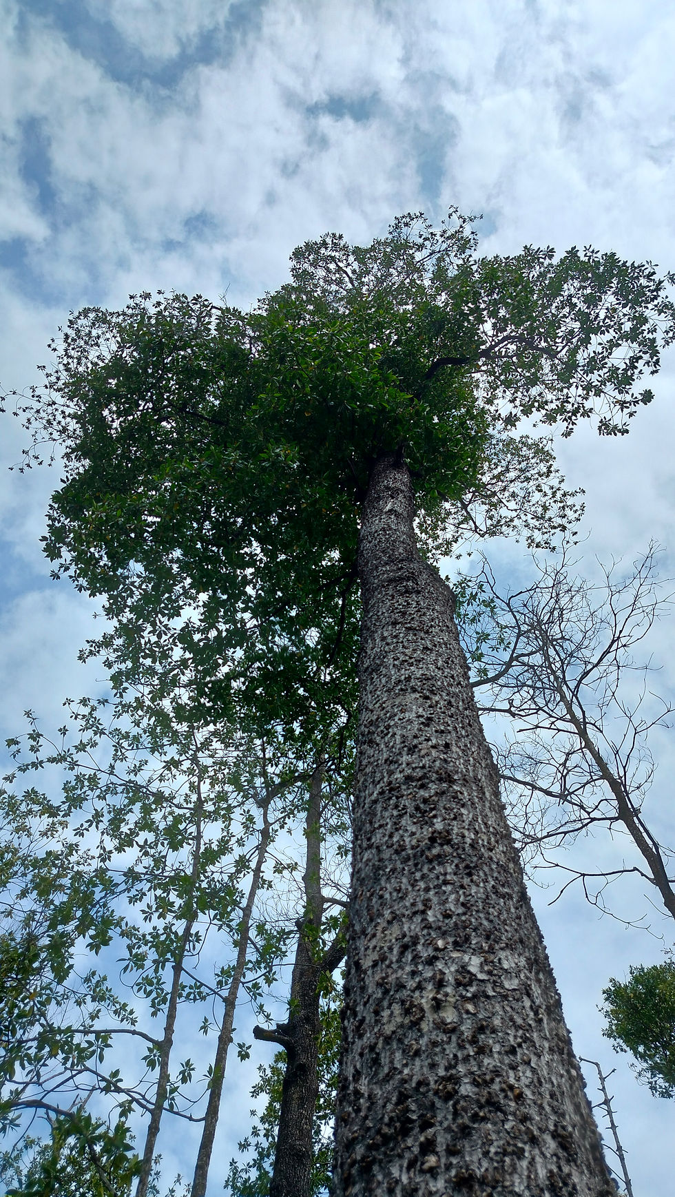 Bruguiera hainesii tree (Photo credits: Lamhot, 2025)