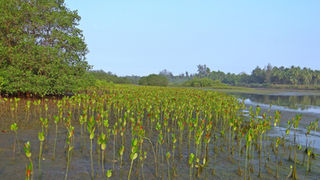 Beyond Planting Trees: What Climate Change Means for Mangrove Recovery