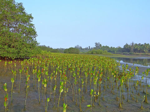 Beyond Planting Trees: What Climate Change Means for Mangrove Recovery
