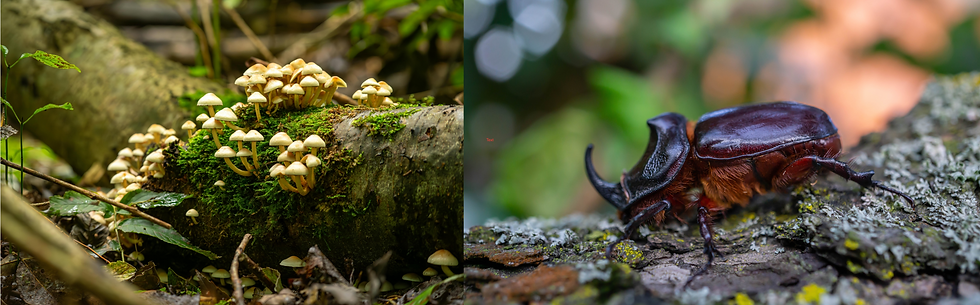 Hidden biodiversity hotspot of life. From left to right: Forest mushrooms on a mossy log © Wijs (Wise) via Pexels; European rhinoceros beetle on decaying wood © Magnific.