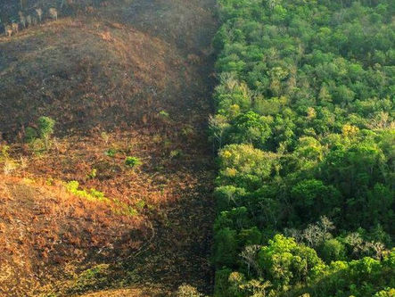 Different land-use policy pulls on forests in the UK: synergies, trade-offs, solutions