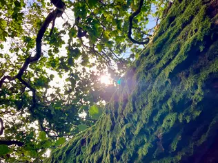The Natural Capital of Irish Forests