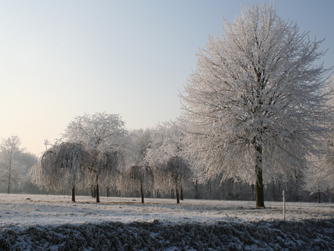 Tree-mendous Traditions: Exploring the Role of Forests in the Holiday Celebrations