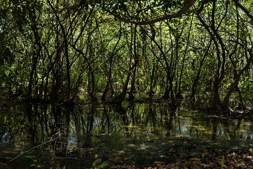 Mangroves are frequently viewed as dark and gloomy by travellers and tourists, potentially undermining their overall significance and prioritisation (Photo: Italo Aragão on Unsplash)