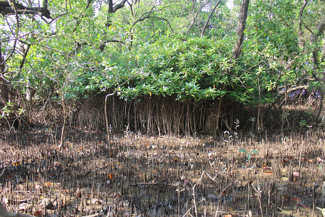 Mangrove root systems and pneumatophores emerging from carbon-rich sediments. (Photo credits: Pradeep Siddappanavara)