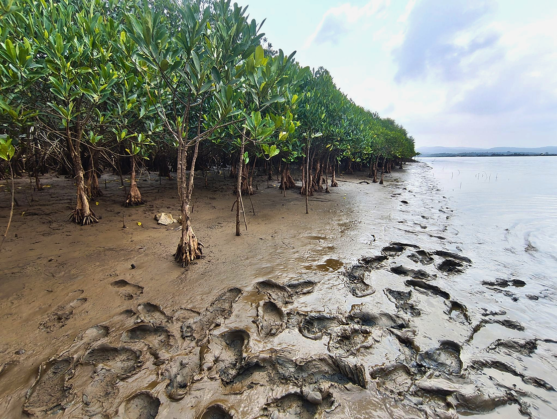 Mangroves lining the intertidal zone of the Aghanashini Estuary during low tide (Photo credits: Goureesh Bhat, Snehakunja Trust)