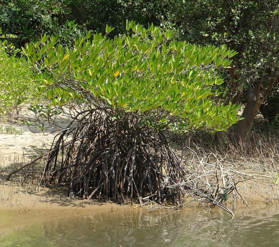 Survival of the fittest: mangrove seedlings undergo the continuous struggle for recruitment in unfavourable conditions (Photo Credits: Bishnu Sarangi @ Pixabay).