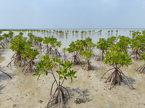 A Story of Mangroves, Community, and Resilience From Sri Lanka’s Shores