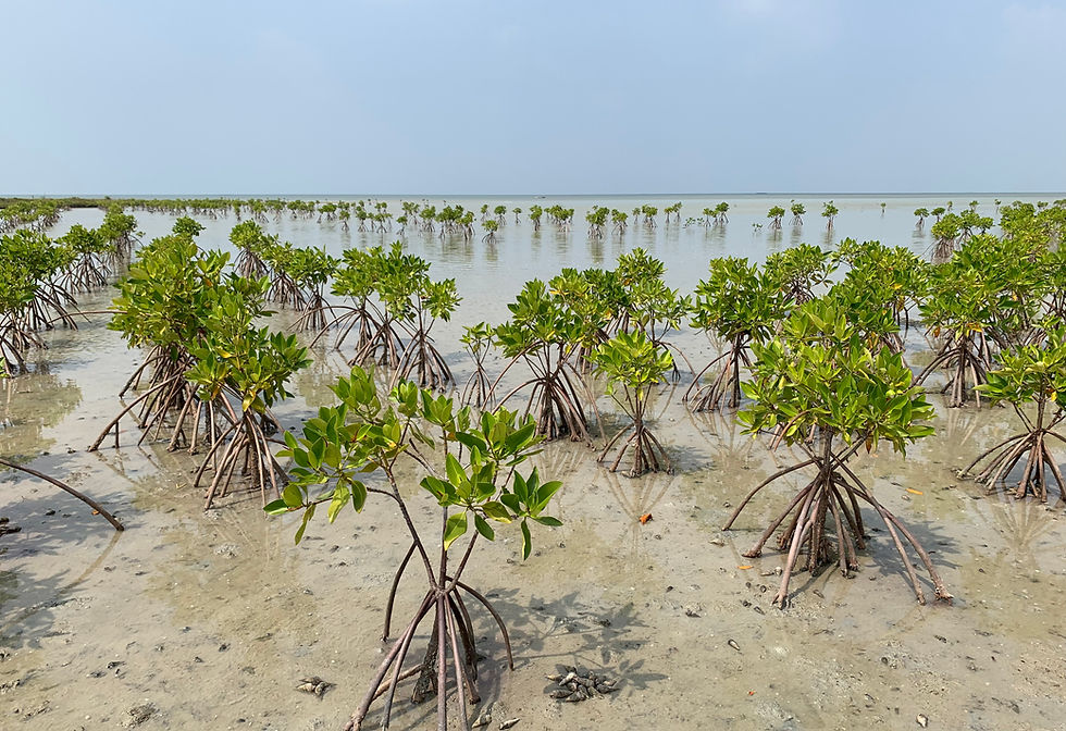 A Story of Mangroves, Community, and Resilience From Sri Lanka’s Shores
