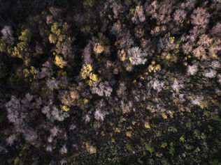 A global ghost hunt: mapping dead trees with aerial imagery and machine learning