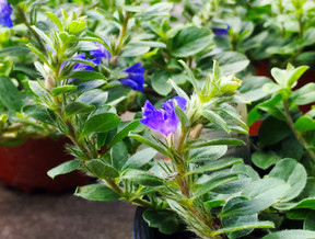 Evolvus Blue My Mind Dwarf Morning Glory For Sale In Palm Coast And Flagler Beach Fl