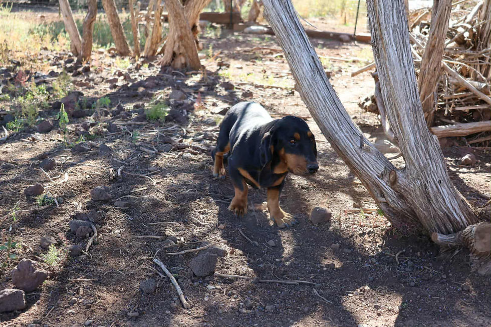 39128d51-f9d7-4979-87d6-e9ffd3f79dca