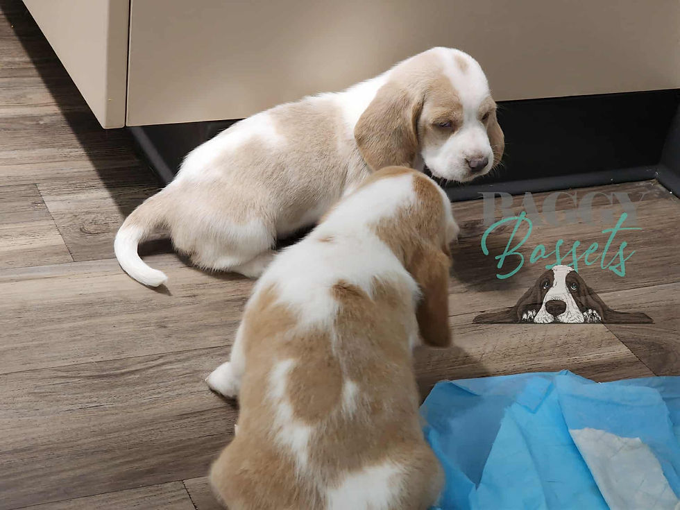 25de991c-f1a5-4224-abec-51ffe5ea3c25