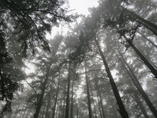 Point Reyes Sky Camp