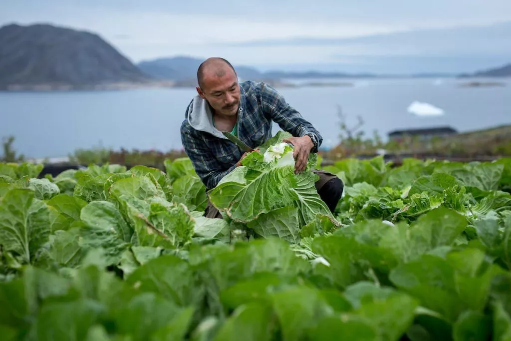 The-2015-lettuce-harvest-at-Upernaviarsuk-in-South-Greenland-1-1024x683.webp