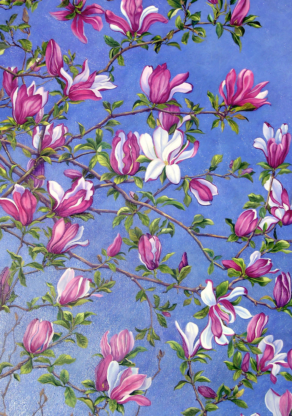 Chinese Magnolia