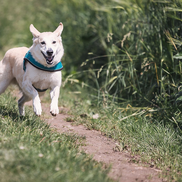 dog-644111_1920.jpg