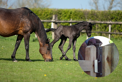 Two Way Stainless Steel Latches & Gate Catches