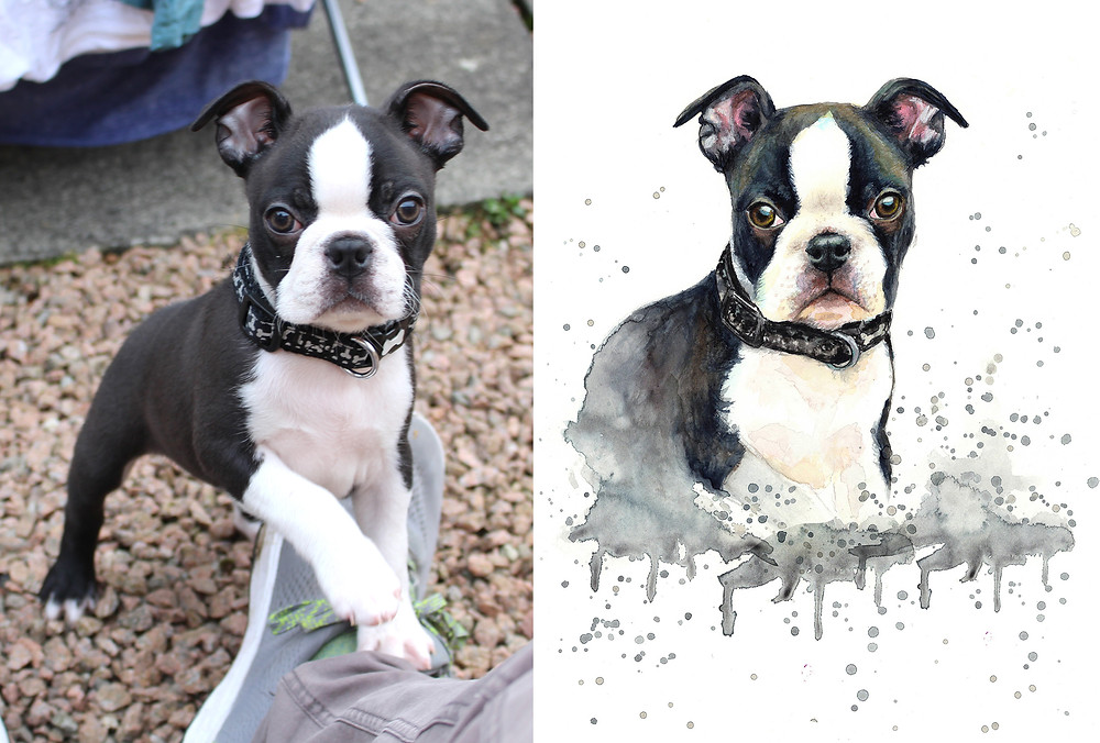 Pet Portrait painting from photo French Bulldog before and after