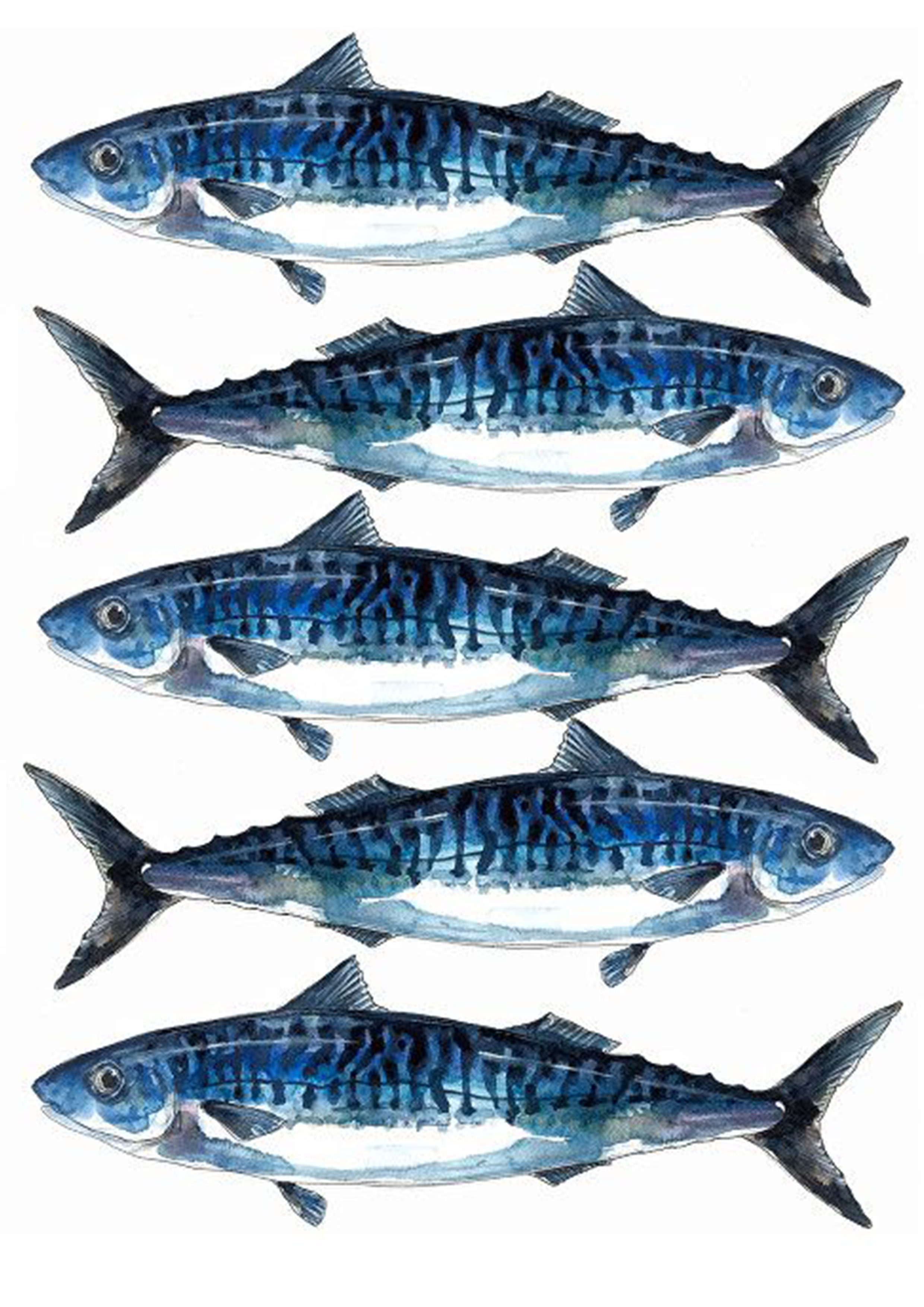 vissen pakket incl paneel en werkbeschrijving